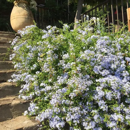 Les Dauphins Frühstückspension 3*