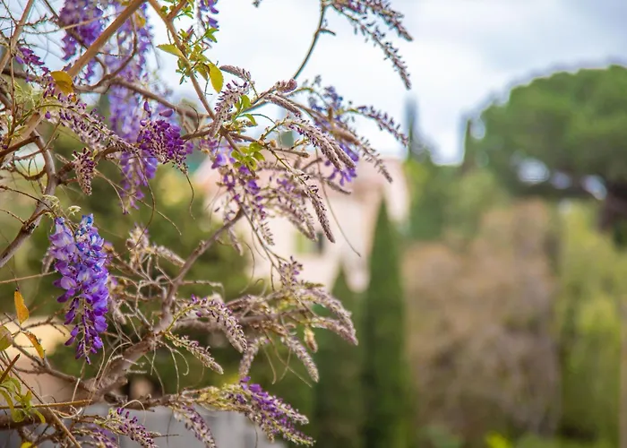 Les Dauphins Le Lavandou