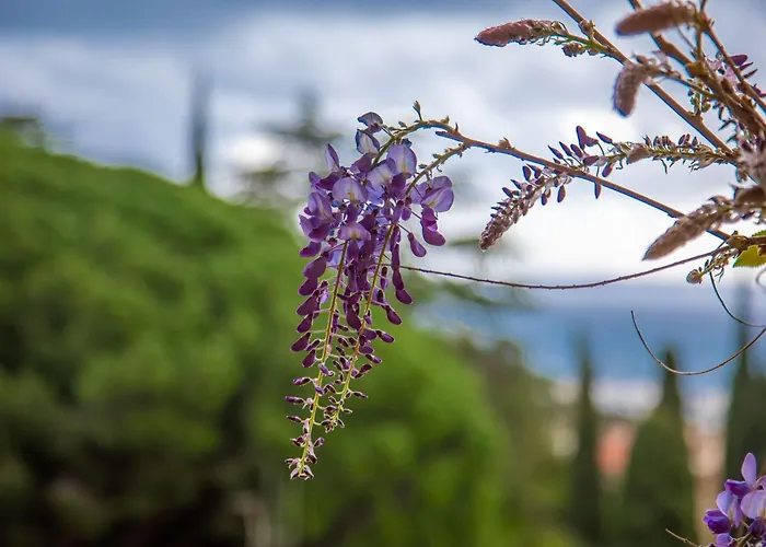 Les Dauphins Bed & Breakfast Le Lavandou